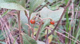 Image of Solanum subumbellatum Vell.