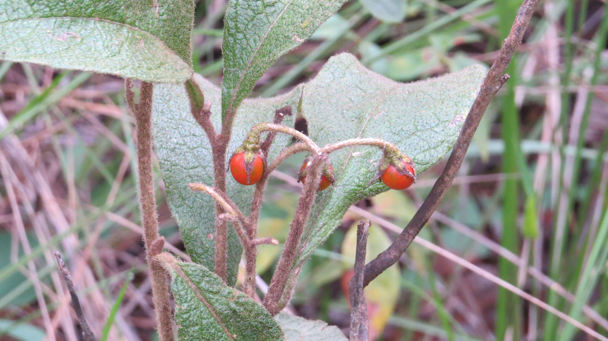 Image of Solanum subumbellatum Vell.