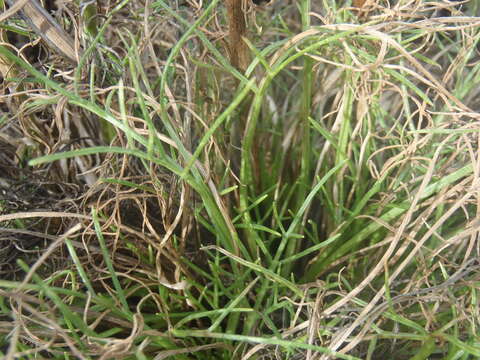 Image of rincon rubberweed