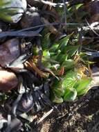 Image of Haworthia emelyae var. multifolia M. B. Bayer