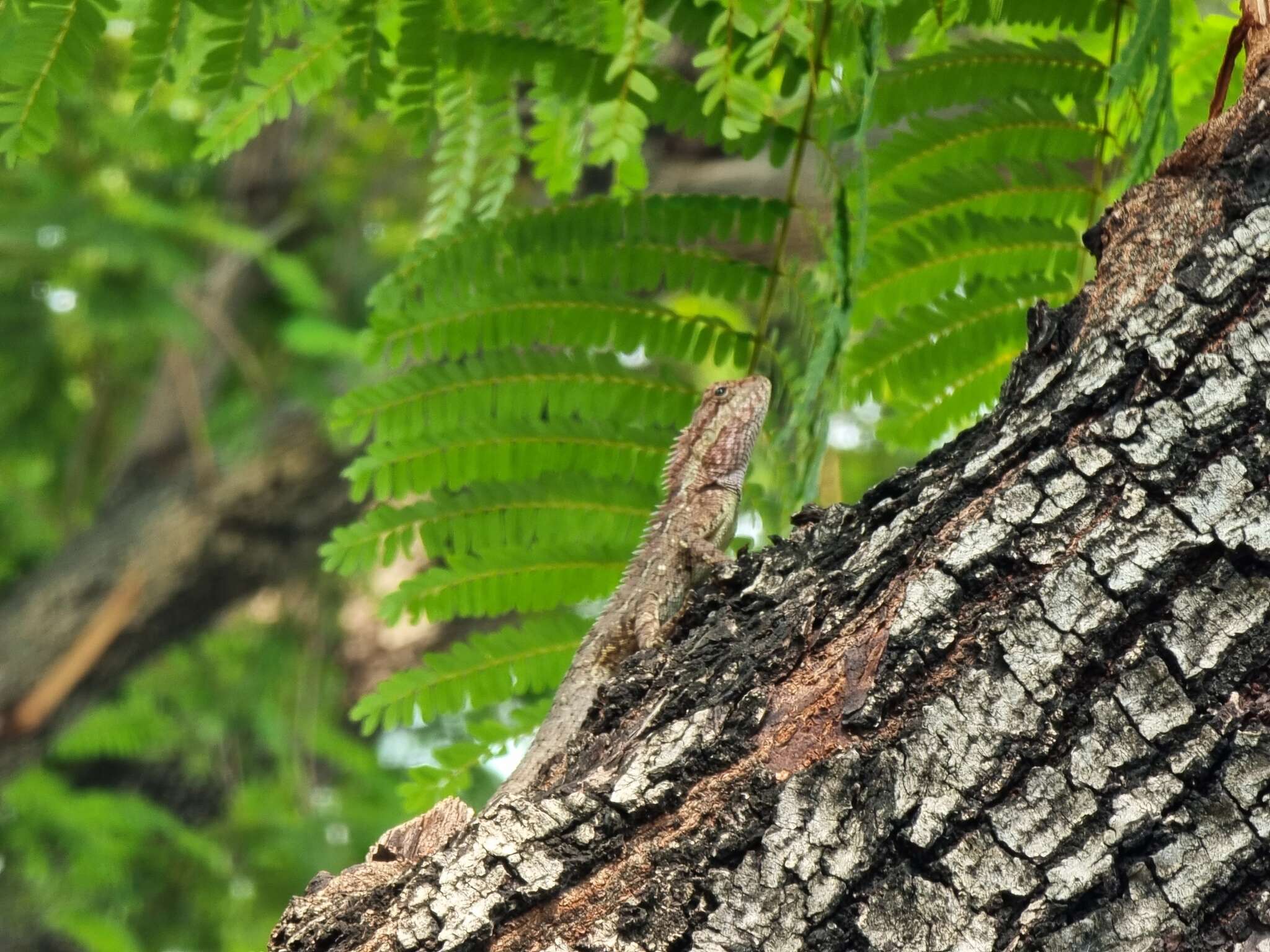 Image of Calotes goetzi