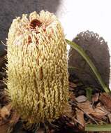 Imagem de Banksia petiolaris F. Müll.