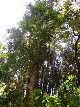 Sivun Laurelia sempervirens (Ruiz & Pav.) Tul. kuva