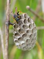 Image of Polistes biglumis (Linnaeus 1758)