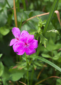 Image of Geranium soboliferum Kom.