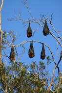 Image of Gray-headed Flying Fox