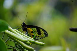 Слика од Ornithoptera tithonus de Haan 1840