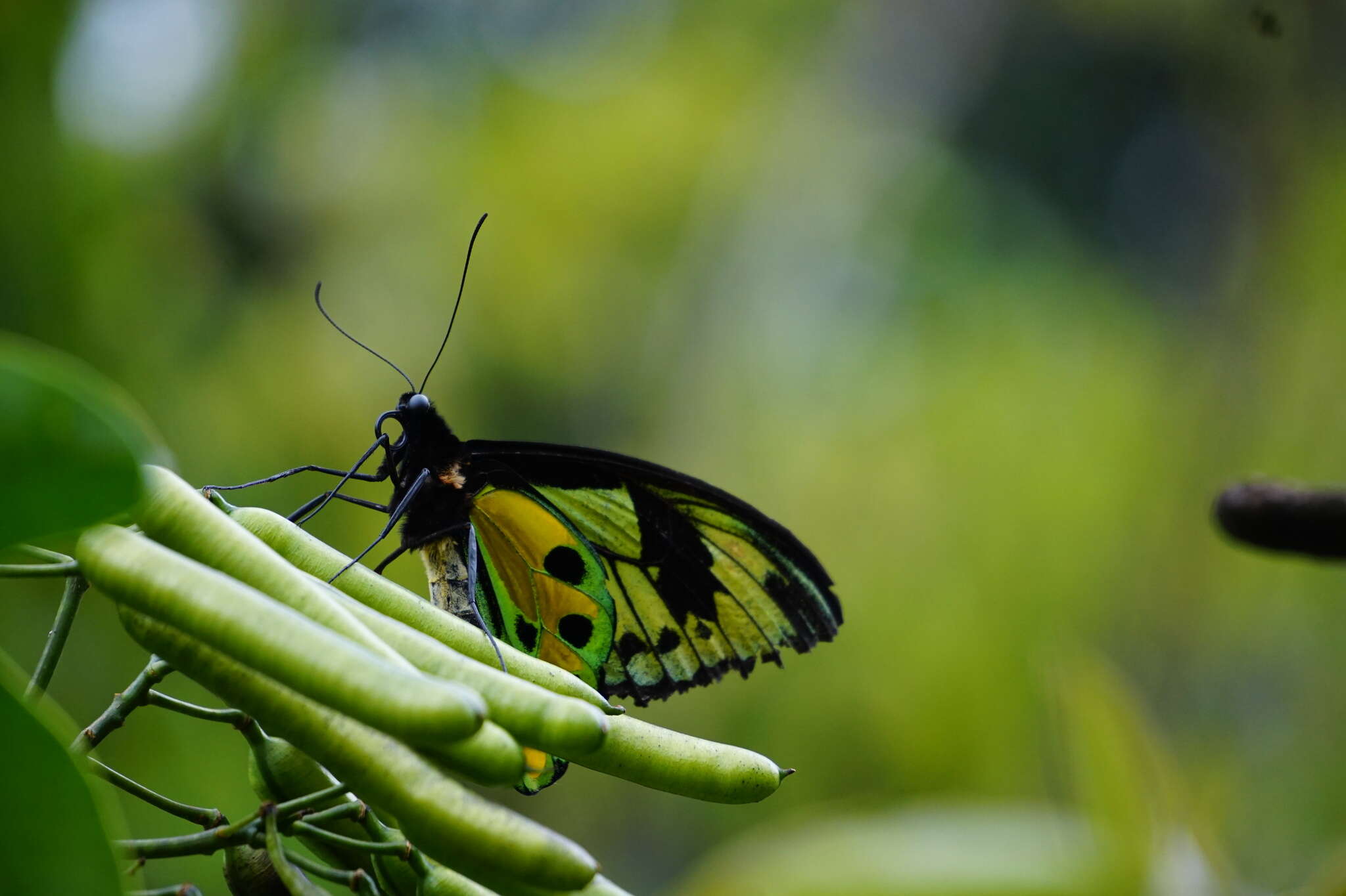 Слика од Ornithoptera tithonus de Haan 1840