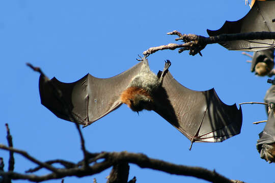 Image of Gray-headed Flying Fox