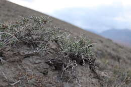 Image de Collinosalsola arbusculiformis (Drobnick)