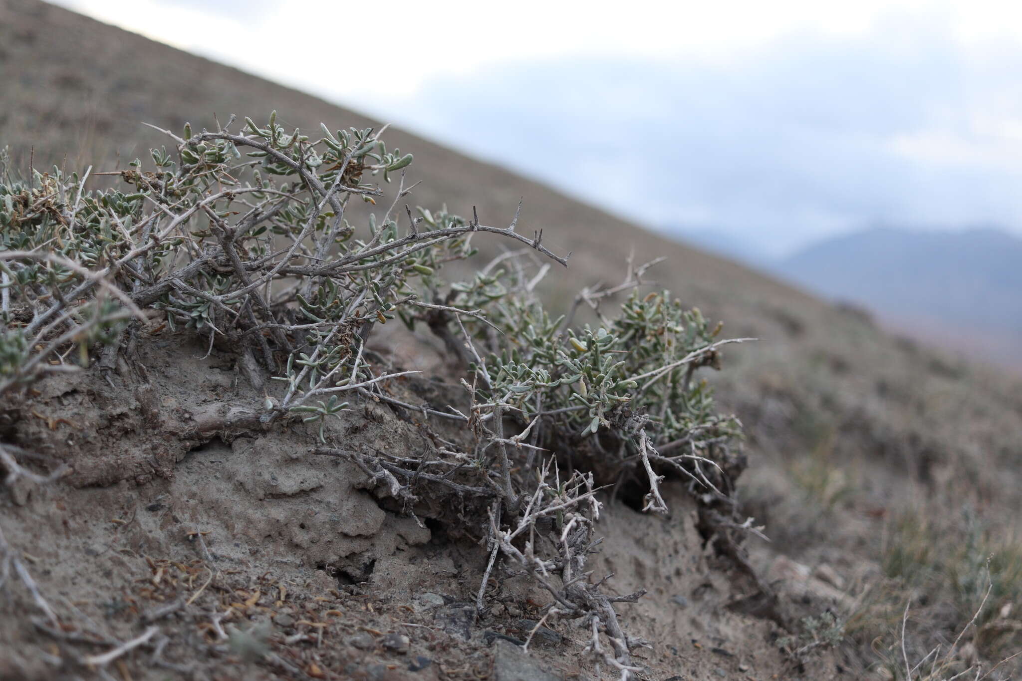 Imagem de Collinosalsola arbusculiformis (Drobnick)