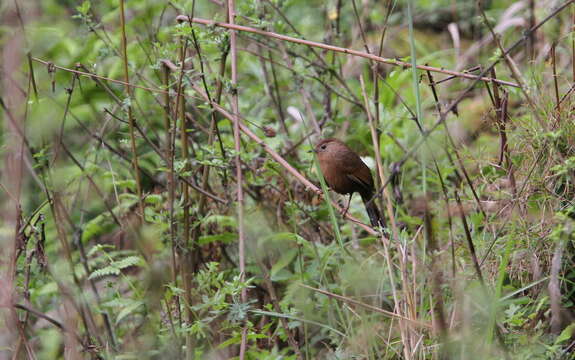 Image of Bhutan Laughingthrush