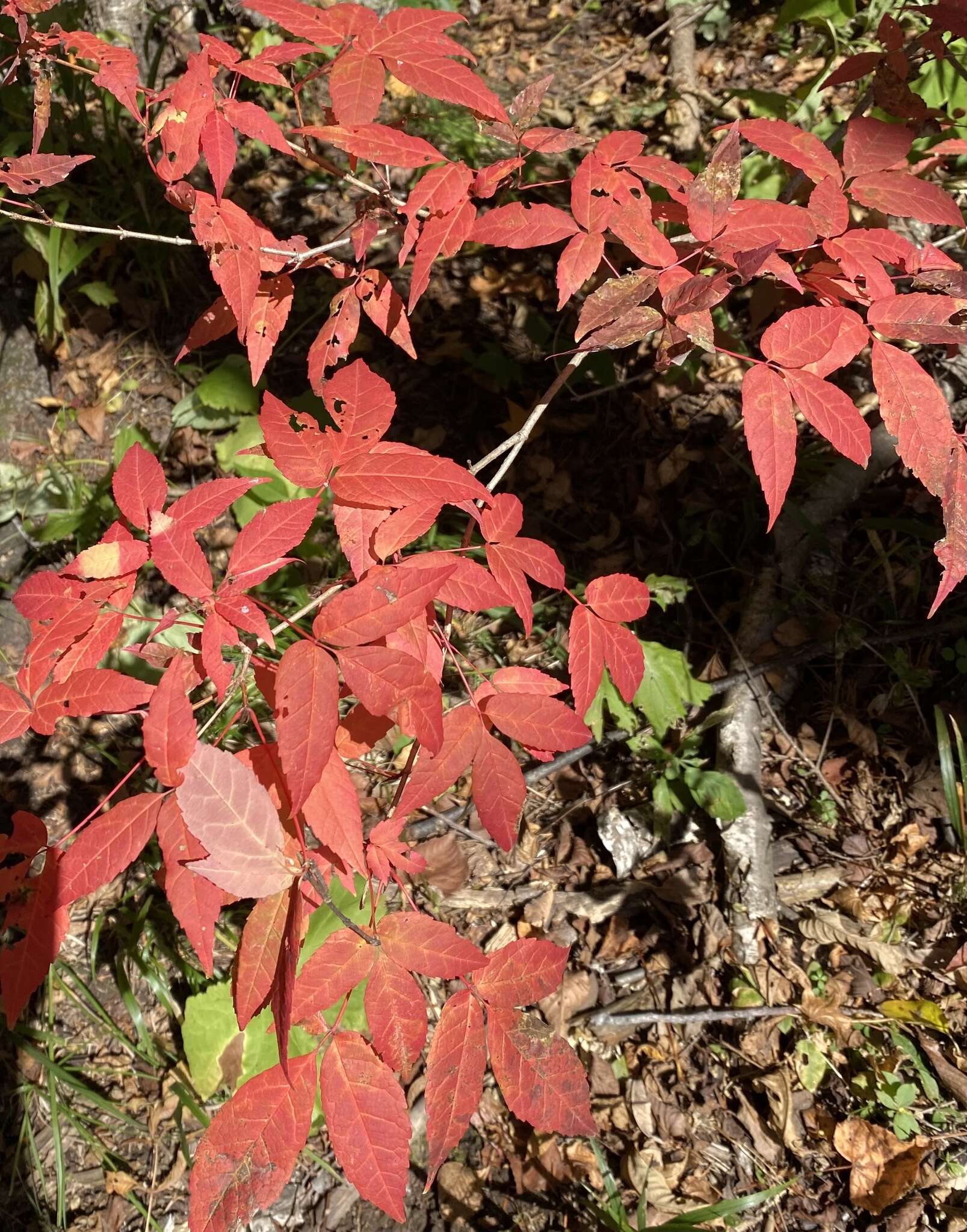 Plancia ëd Acer mandshuricum Maxim.