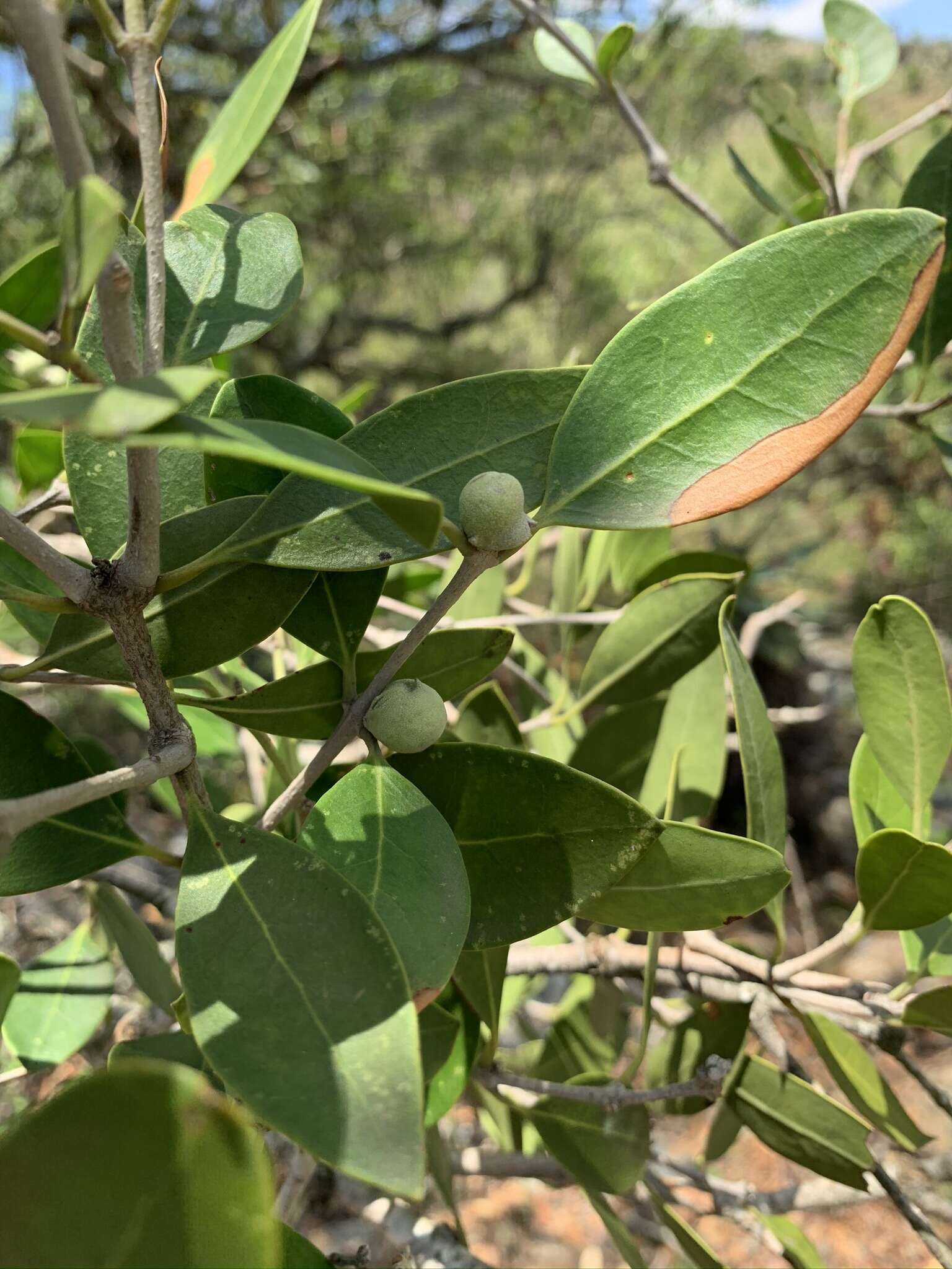 Plancia ëd Olea capensis subsp. enervis (Harv.) I. Verd.