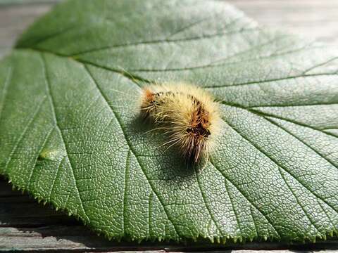 Image of Impressed Dagger Moth