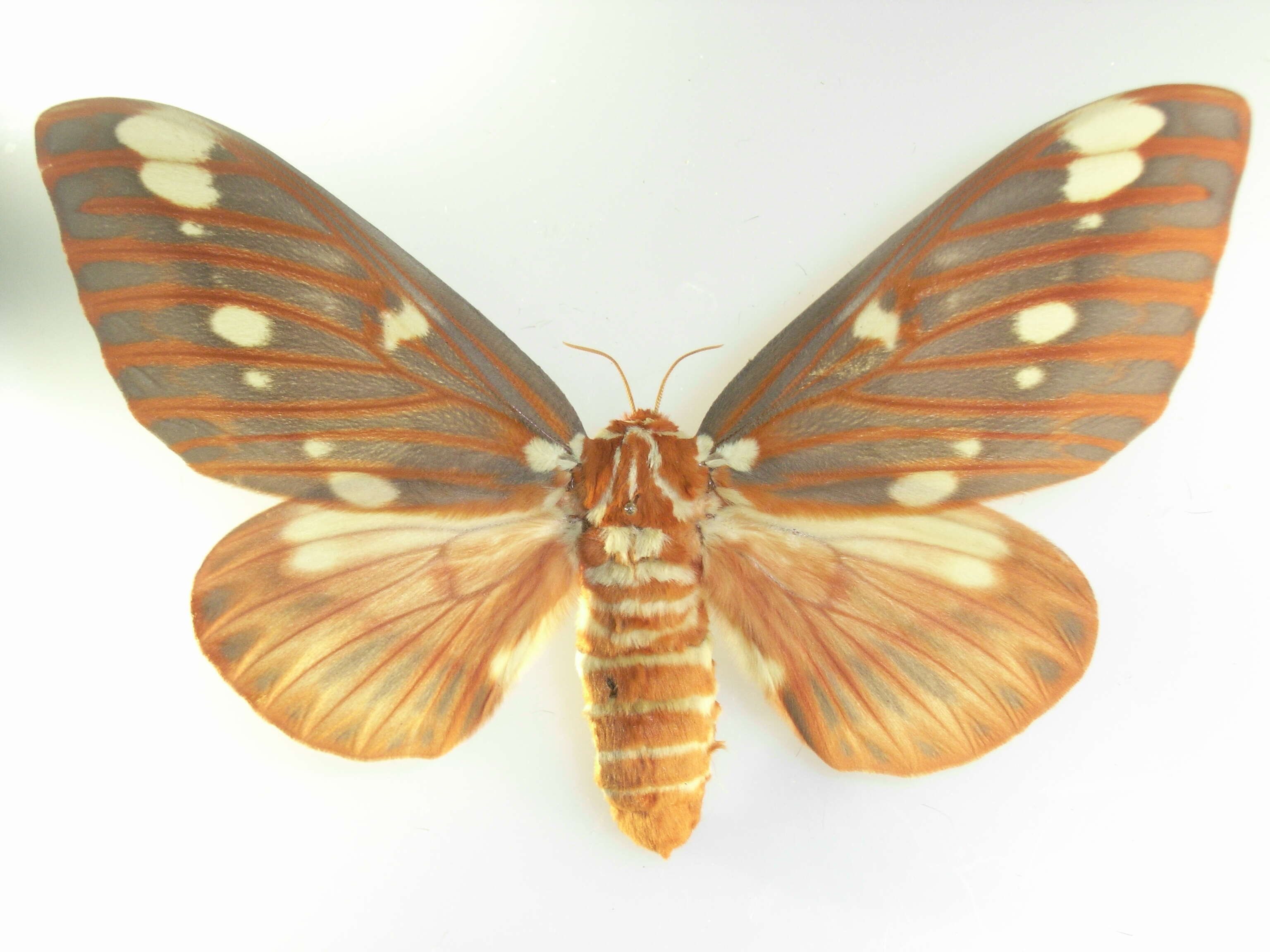 Image of Regal Moth