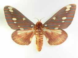 Image of Regal Moth