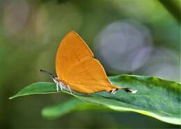 Слика од Loxura atymnus fuconius Fruhstorfer 1912