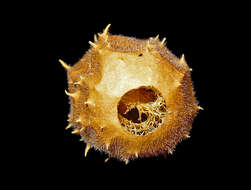 Image of luffa