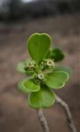 Image of Euphorbia mandravioky Leandri