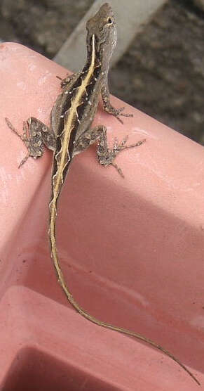 Image of Bahaman brown anole