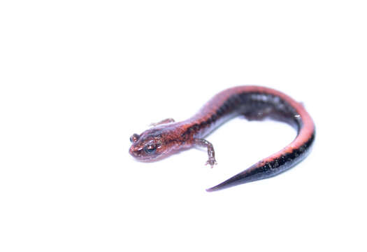 Image of Eastern Red-backed Salamander