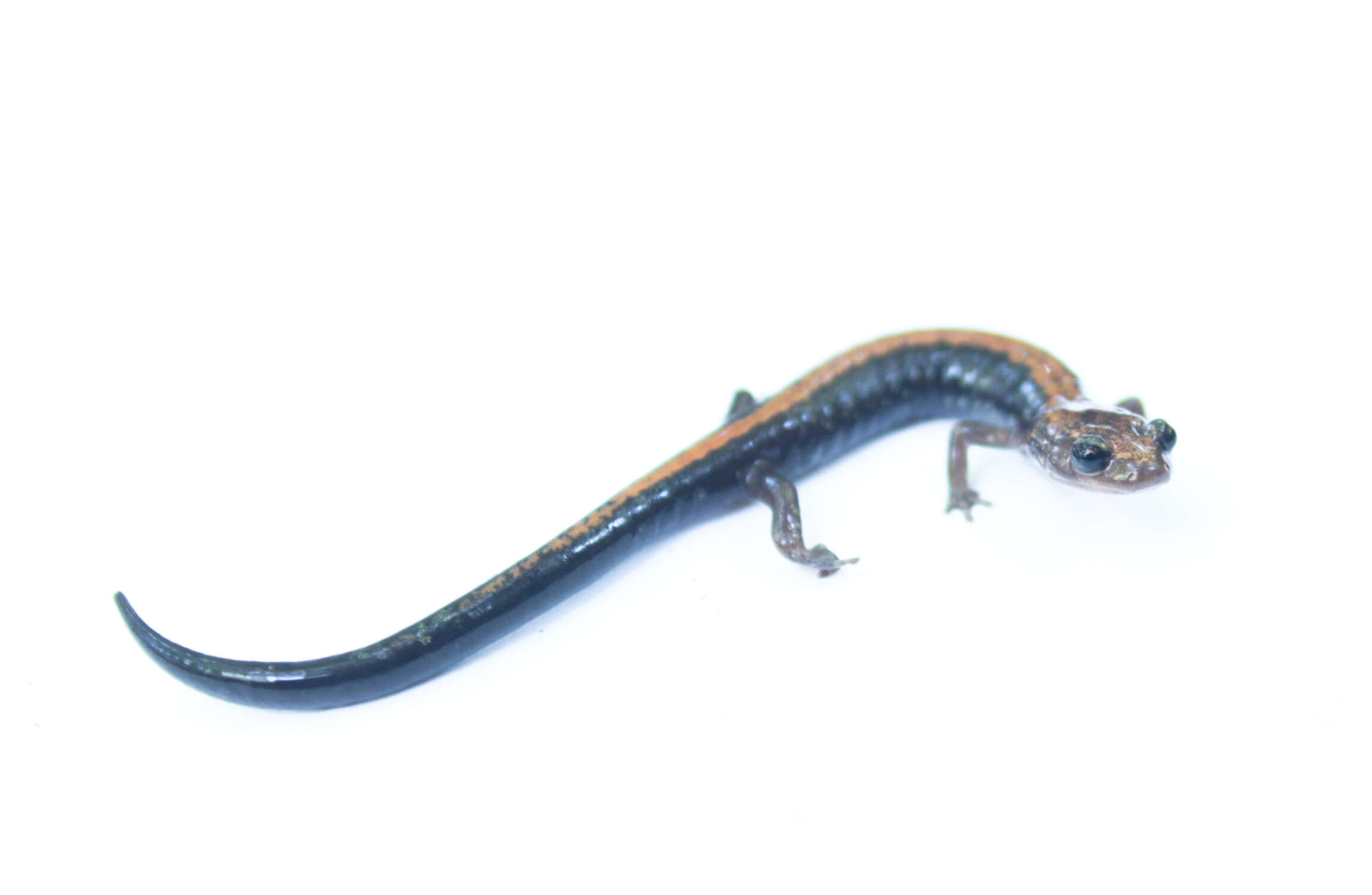 Plancia ëd Plethodon shenandoah Highton & Worthington 1967