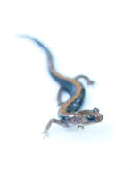 Image of Shenandoah Salamander