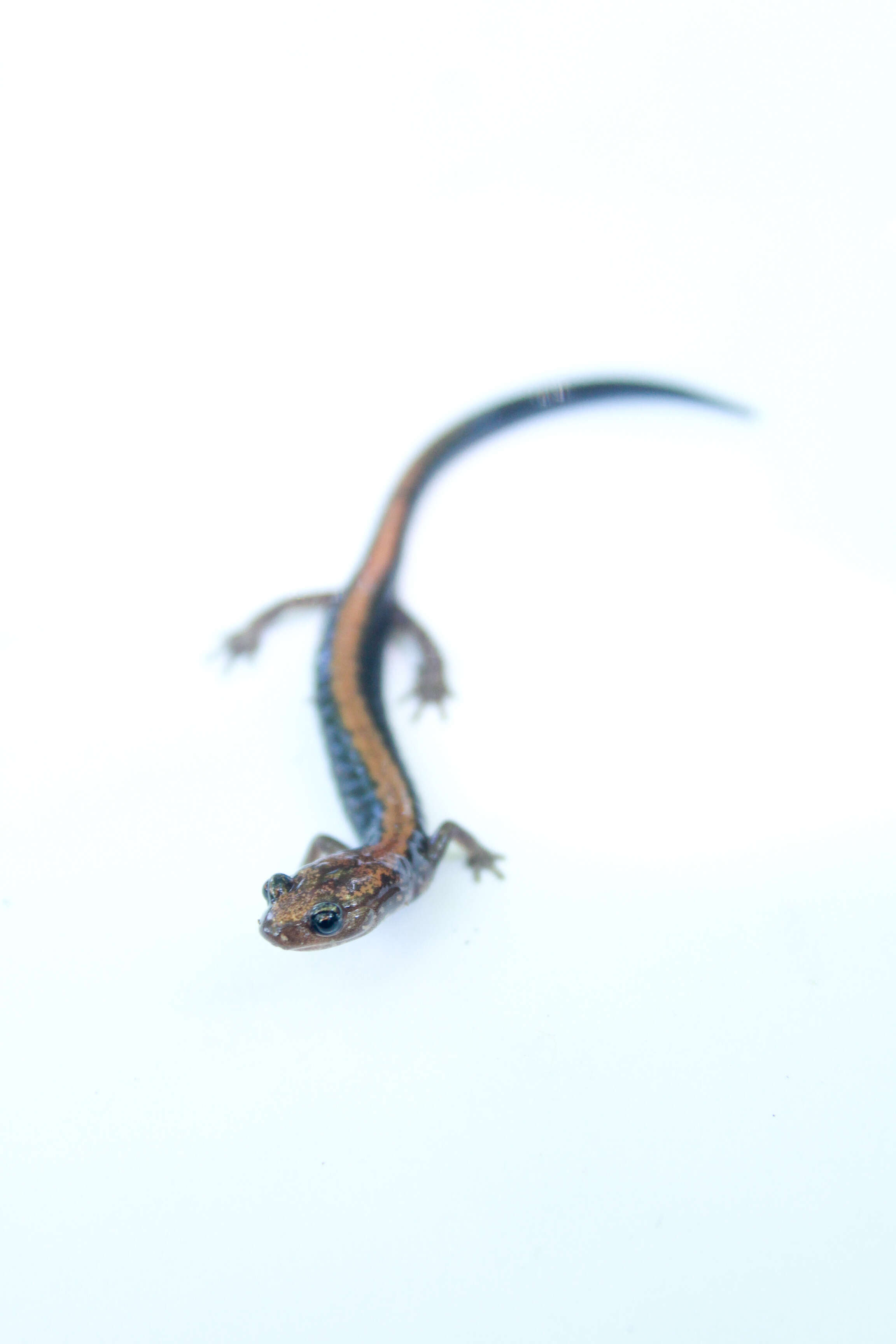 Image of Shenandoah Salamander