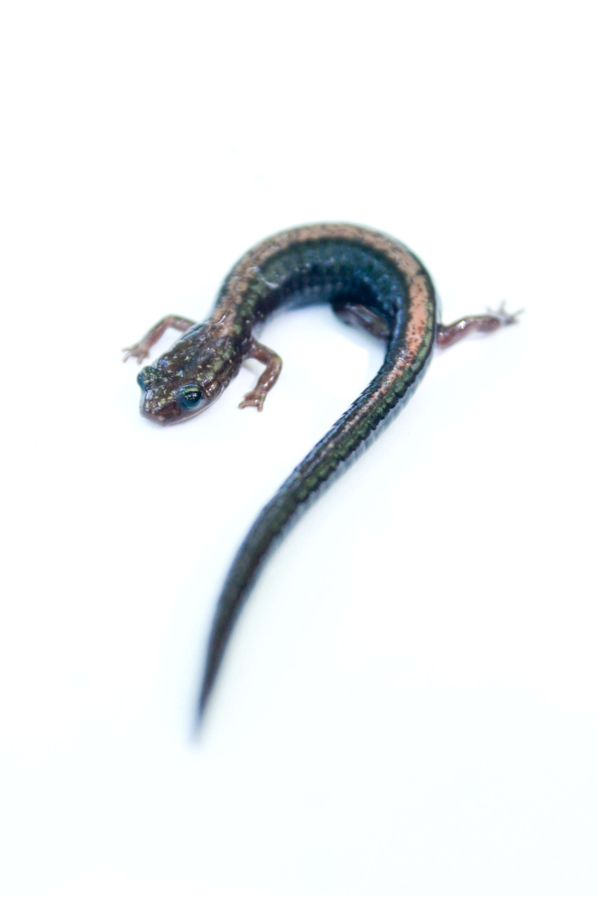 Image of Shenandoah Salamander