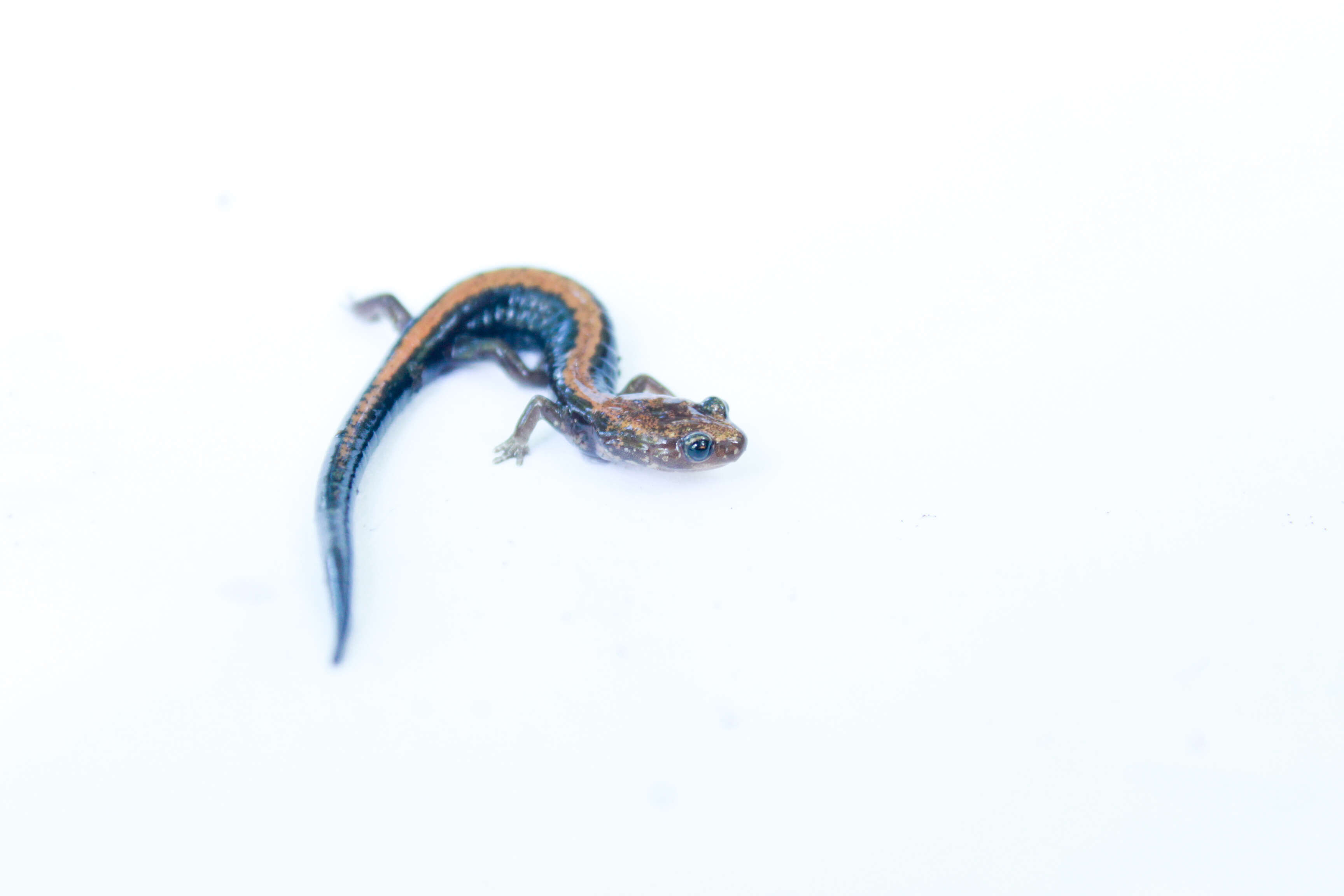 Image of Shenandoah Salamander