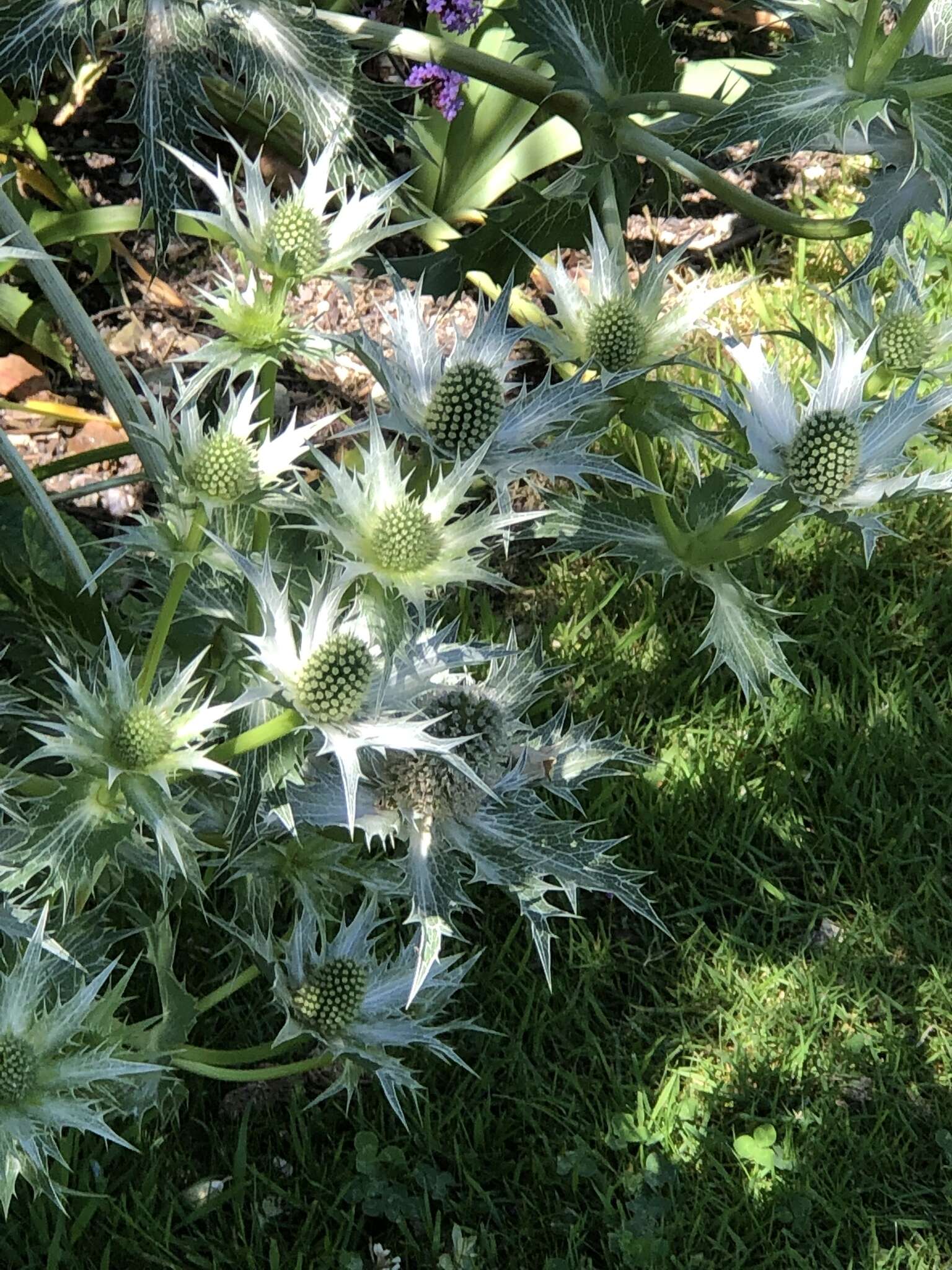 Imagem de Eryngium giganteum M. Bieb.