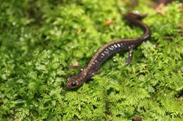 Plancia ëd Plethodon shenandoah Highton & Worthington 1967