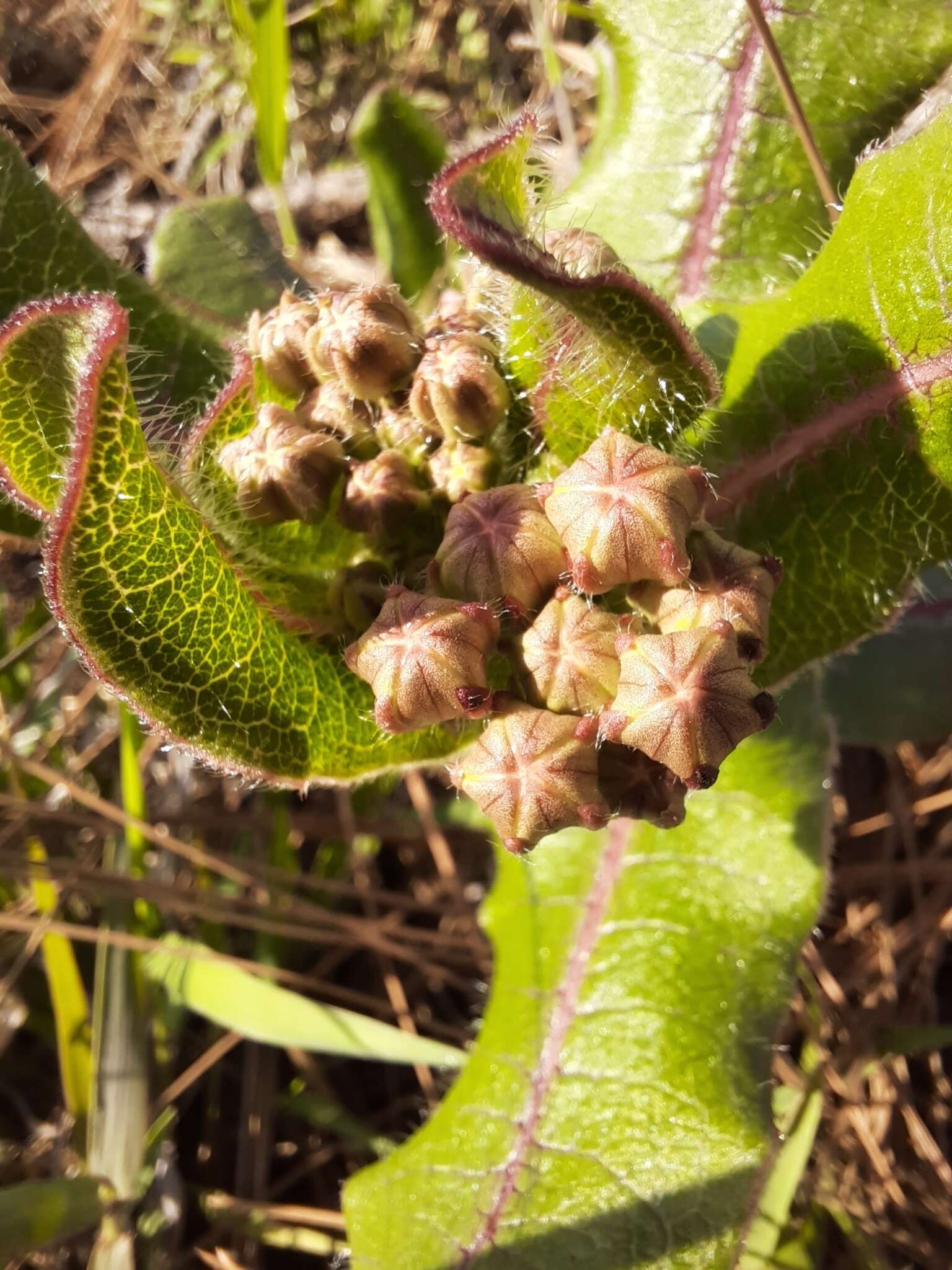 Asclepias jaliscana Robinson的圖片