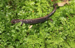 Plancia ëd Plethodon shenandoah Highton & Worthington 1967