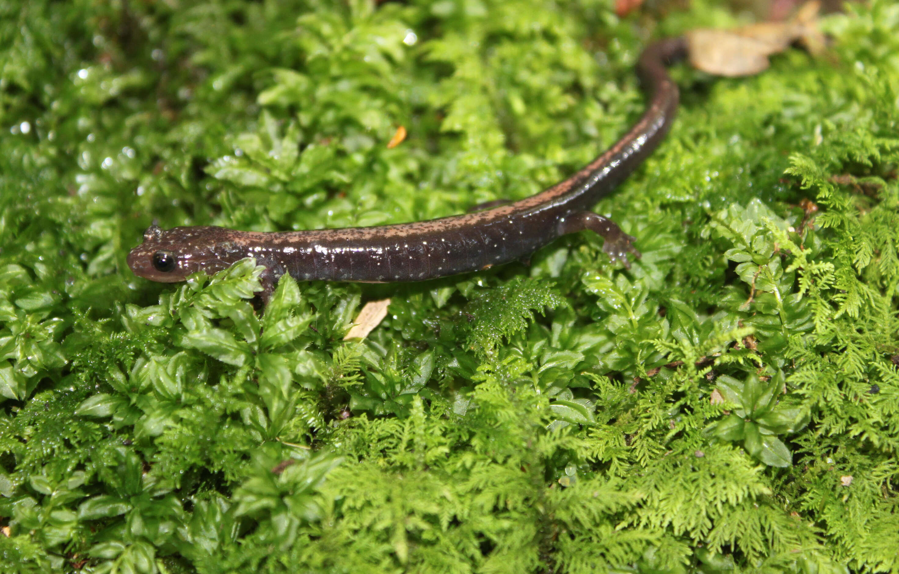 Image of Shenandoah Salamander