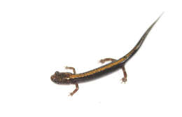 Image of Shenandoah Salamander