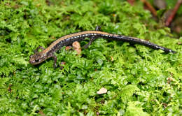 Plancia ëd Plethodon shenandoah Highton & Worthington 1967