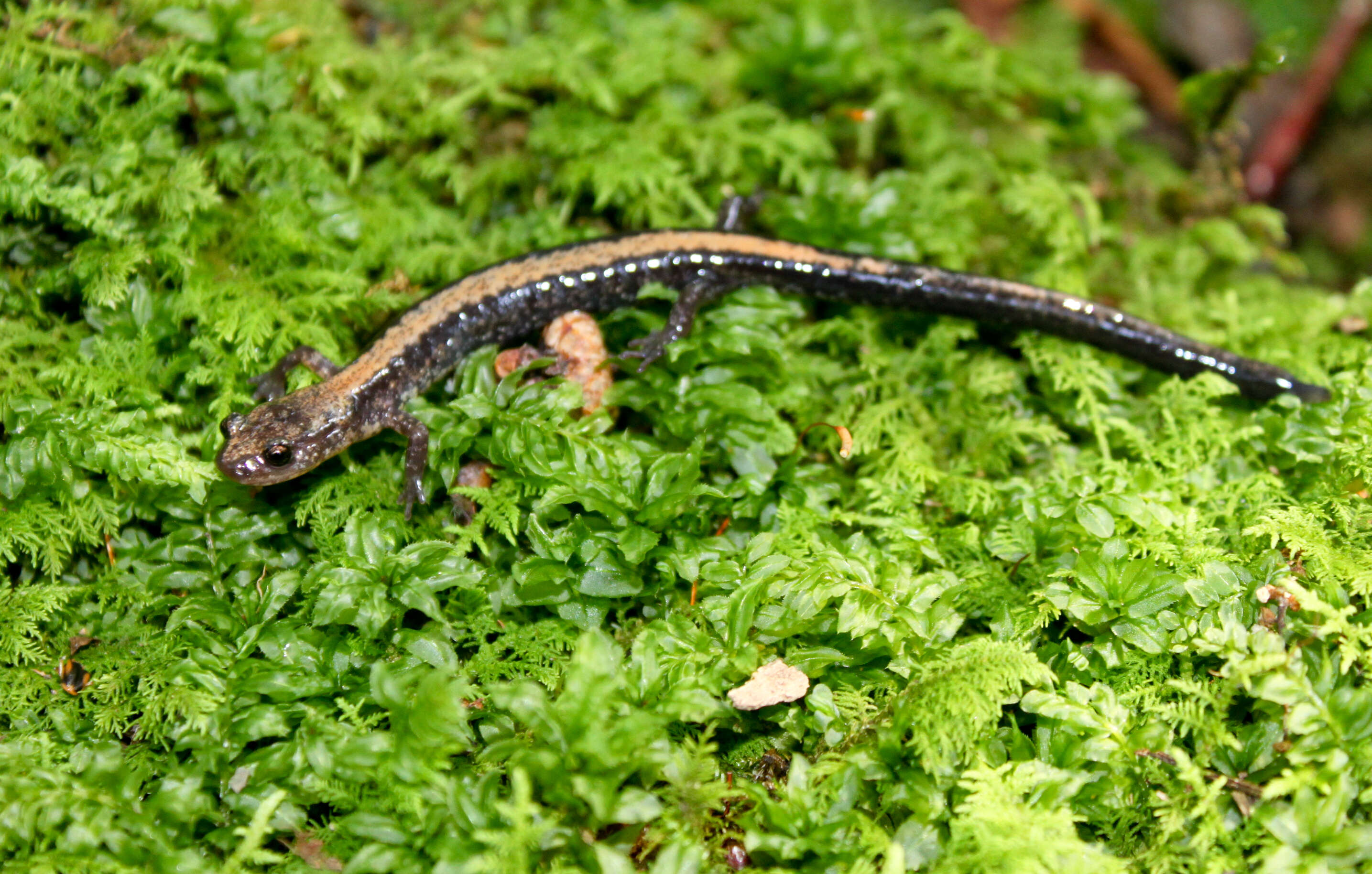 Image of Shenandoah Salamander