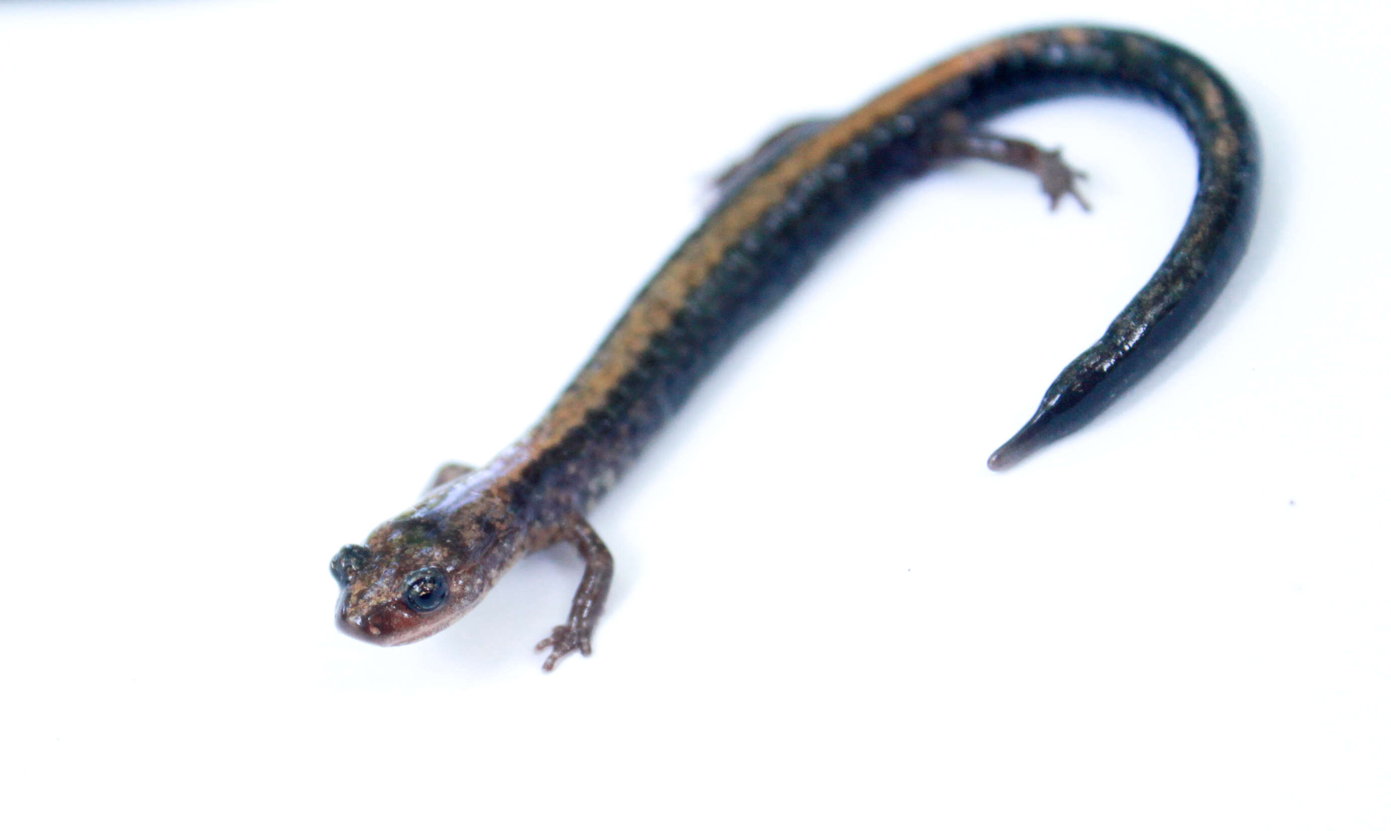 Image of Shenandoah Salamander