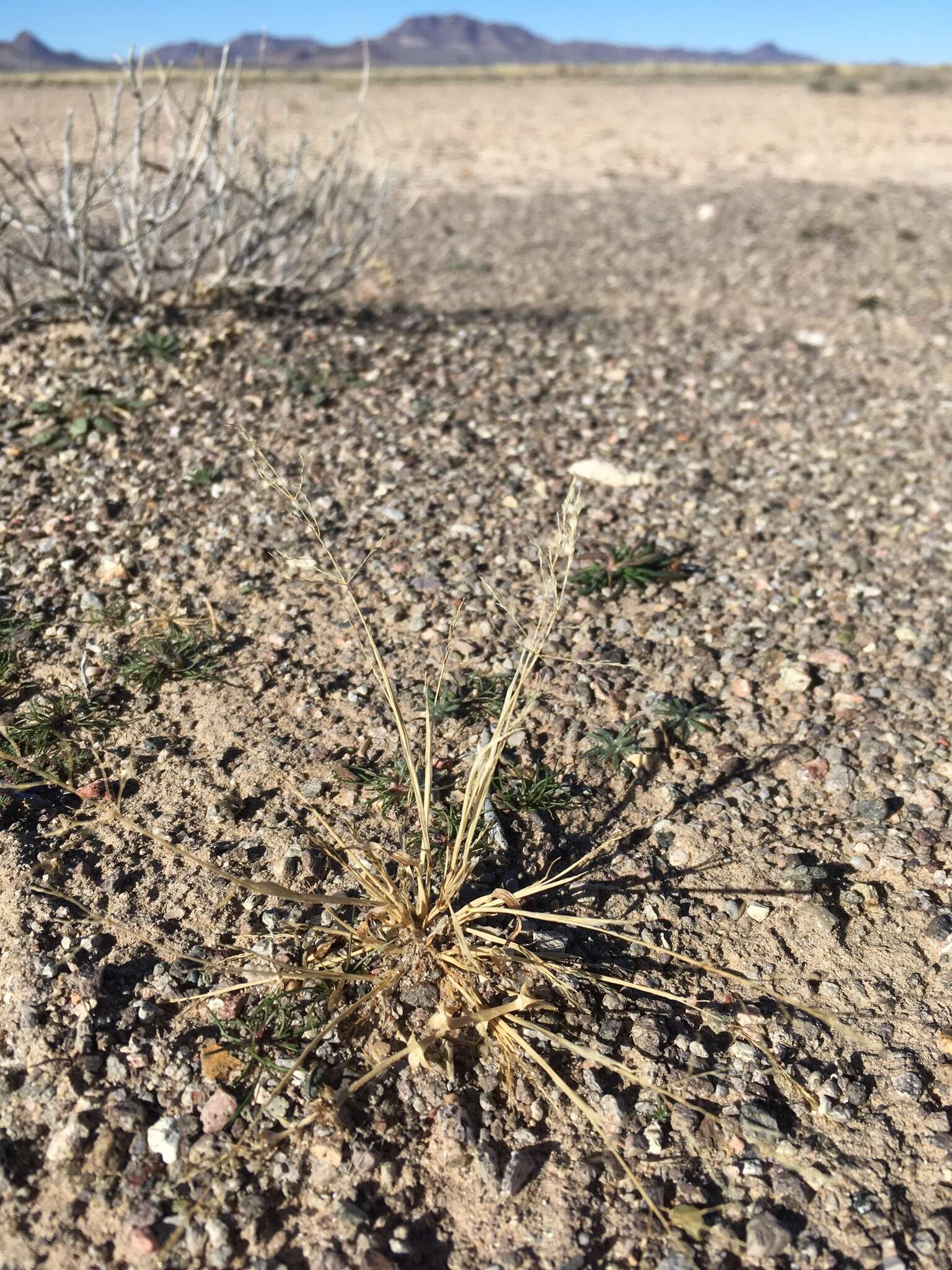 Plancia ëd Sporobolus pyramidatus (Lam.) Hitchc.