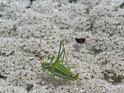 Image of striped bush-cricket