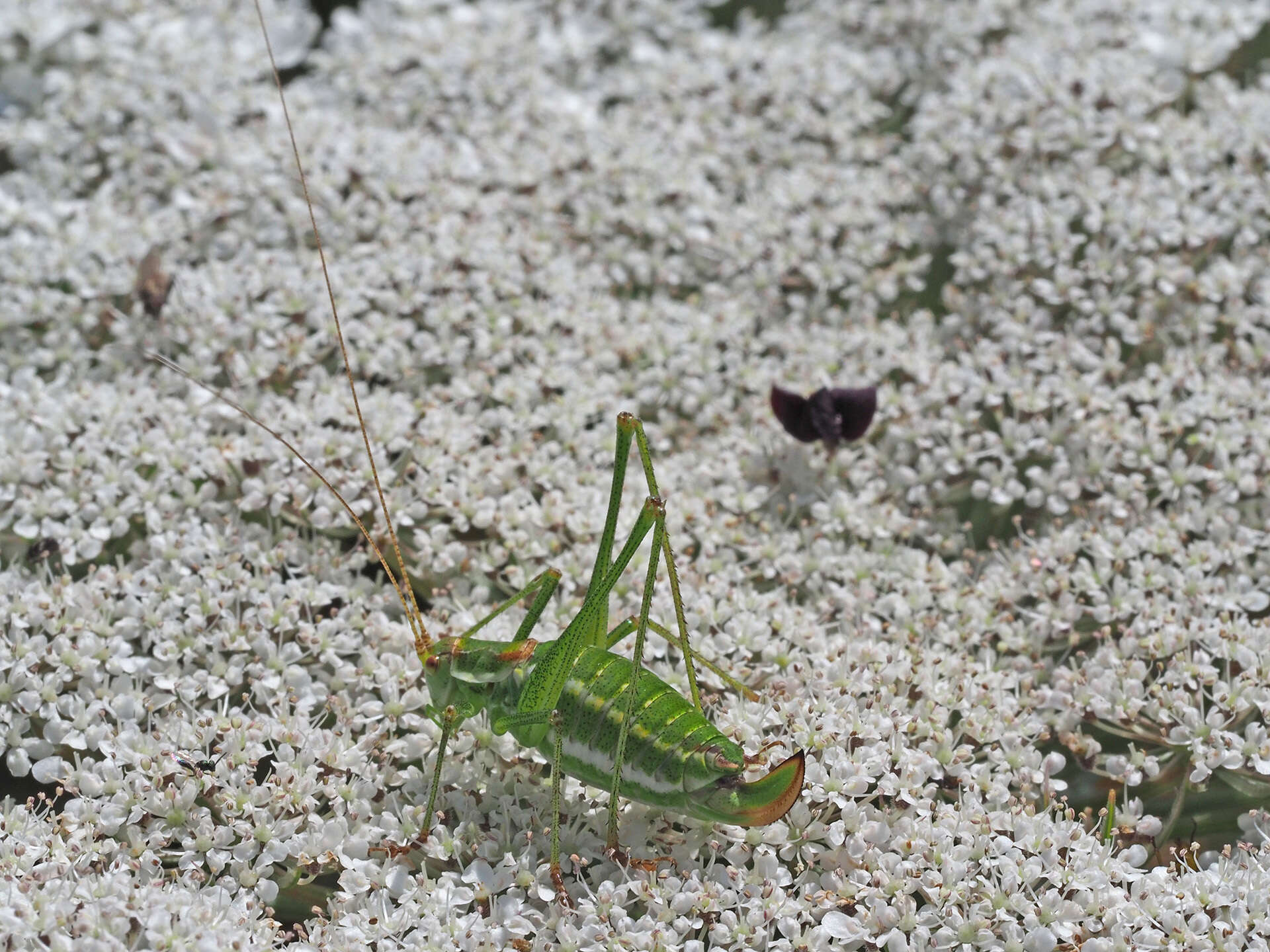 Image of striped bush-cricket