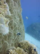 Image of Bicolor chromis