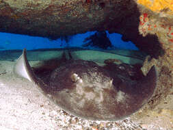 Image of round fantail stingray