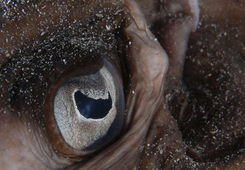 Image of round fantail stingray