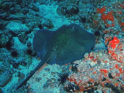 Image of round fantail stingray