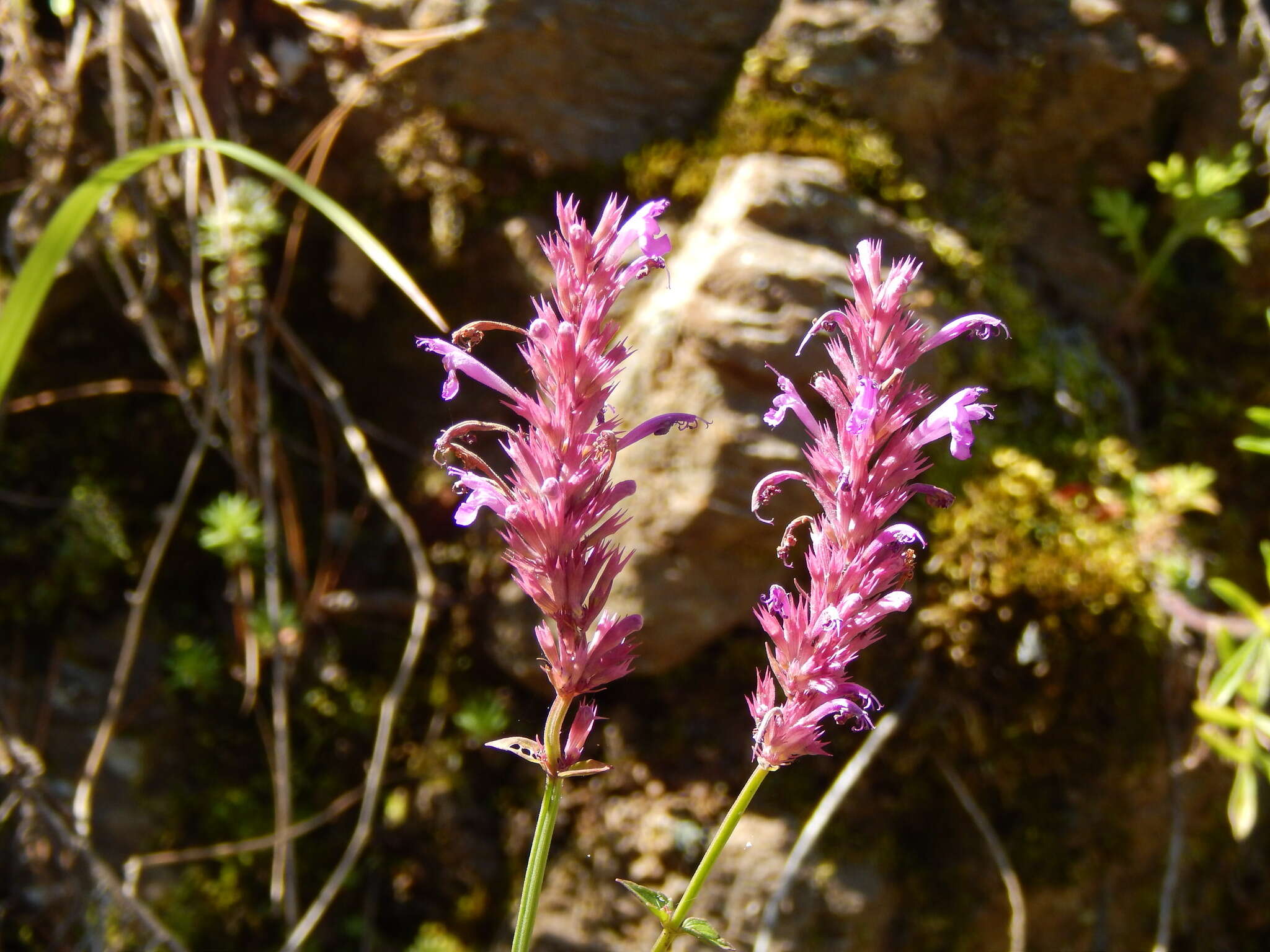 Image of San Luis Mountain giant hyssop