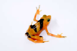 Image of Golden arrow poison frog