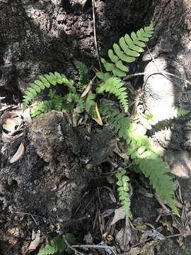 Sivun Blechnum hastatum Kaulf. kuva